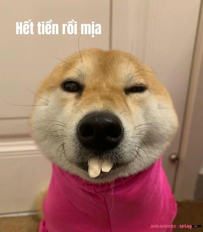 ảnh hết tiền meme bựa chó
